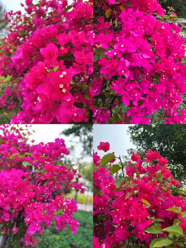 진강 여행이 거리 모퉁이의 이 삼각매화에 홀려 버렸다