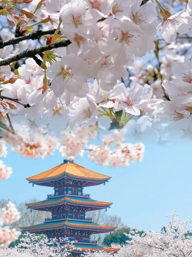 風のある場所へ行き、東湖桜園の桜の雨を感じましょう