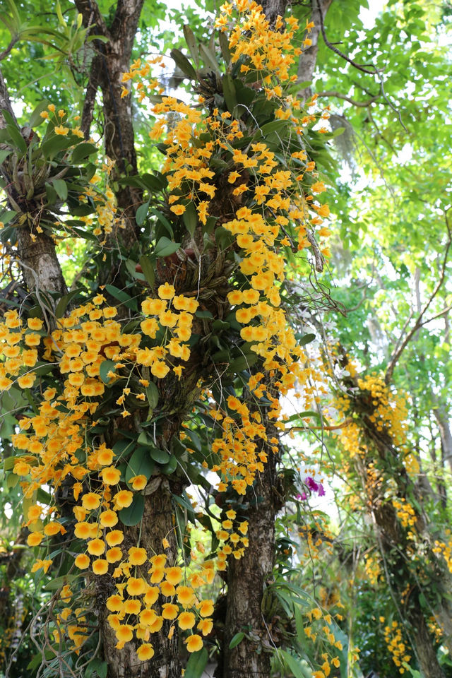 拉查帕皇家花園