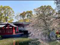 武漢東湖櫻花園