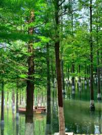 超美的水上森林太適合避暑了！就在江蘇！