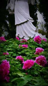 上海魔都｜植物園牡丹 真•國色天香