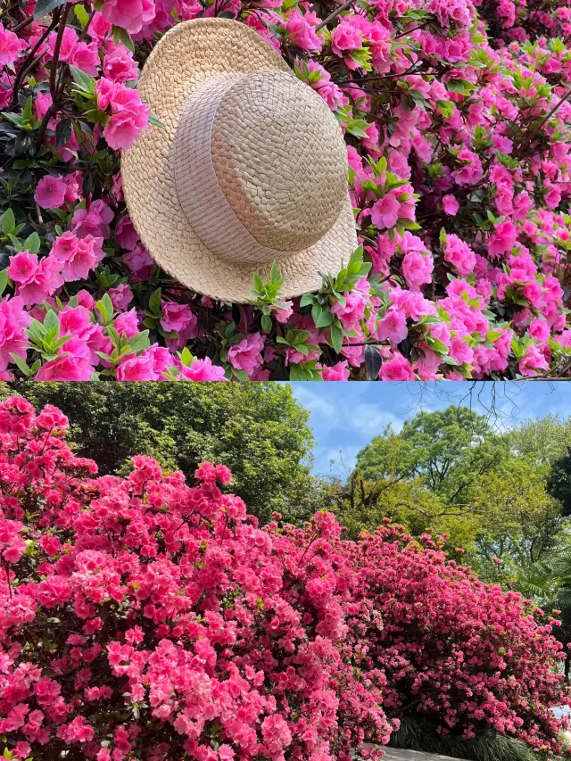 武漢｜東湖也有宮崎駿的夏天！