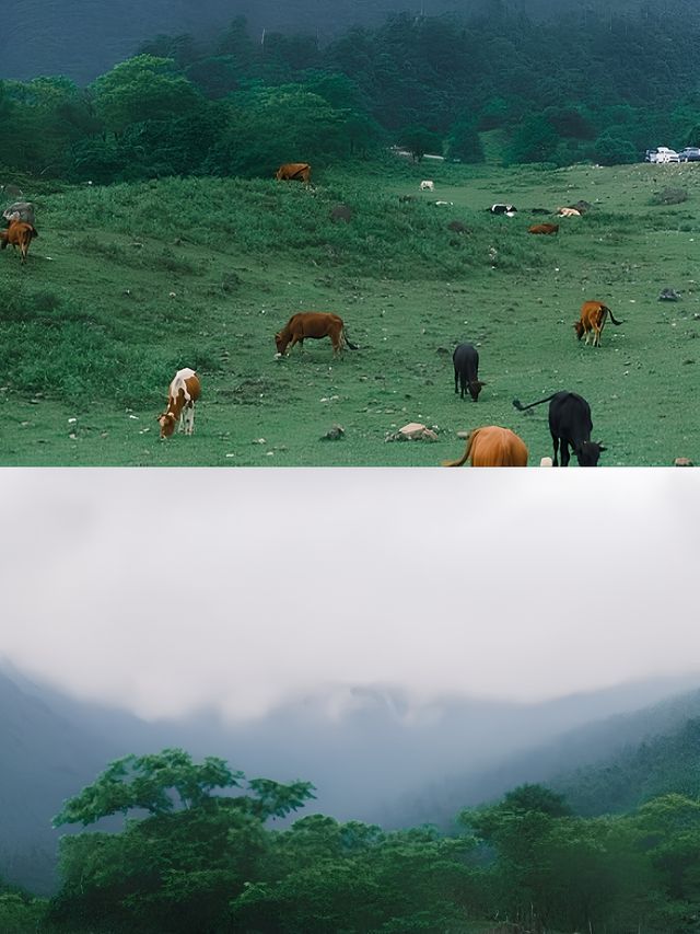 小川西秘境高山草甸見牛羊拍照yyds跟著找到馬邊這處未開發的