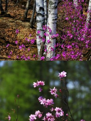 Follow the footsteps of photographers to capture the sea of azaleas at Darbin Lake