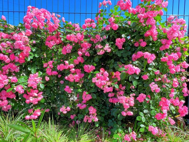 武漢金銀湖月季花園｜遠離喧囂的賞花好去處