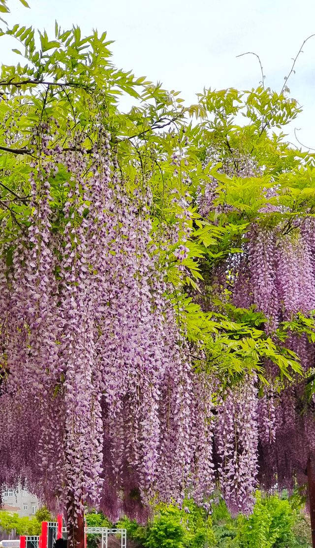 嘉定紫藤園