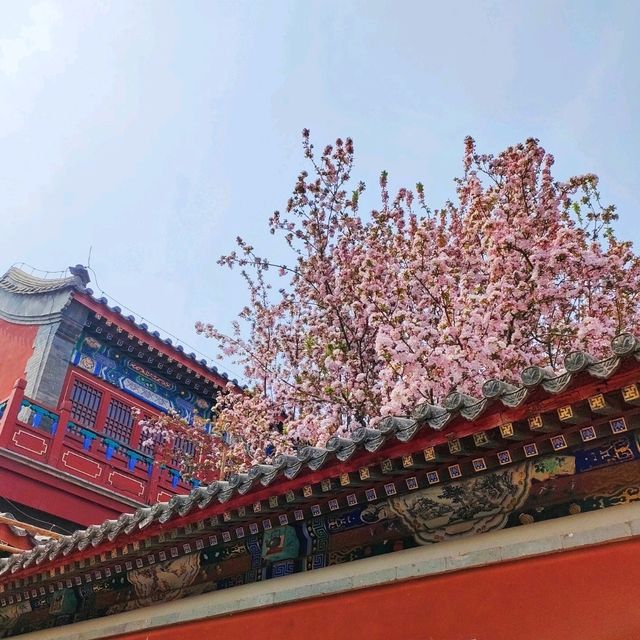 Baoding's Spring Story Baoding's Spring Story