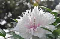 洛陽「網紅」牡丹合集來了!看哪朵戳中你的「心巴」?