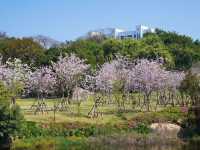 Explore the Enchantment of Xiamen Botanical Garden🌸🌿