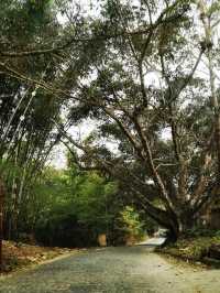 景邁山｜勐本傣寨