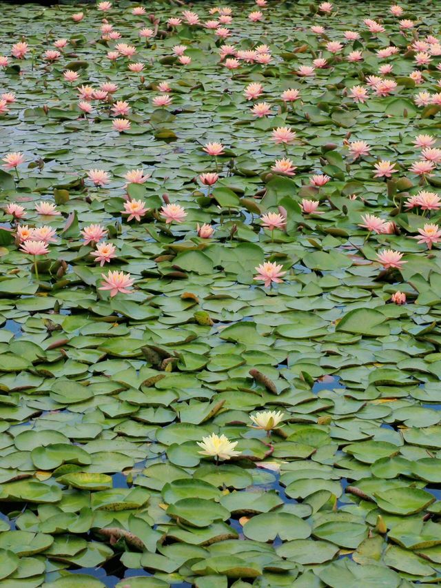原以為茅家埠的睡蓮已經夠美了，直到來了湘湖
