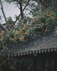 南京|一樹枇杷一樹金，江南真在詩畫裡