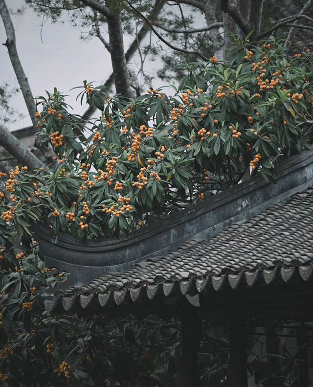 南京|一樹枇杷一樹金，江南真在詩畫裡