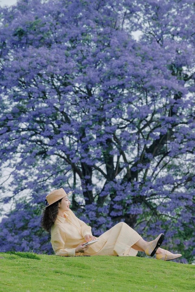 重慶長壽湖藍花楹 | 一棵盛開了100年的美麗樹木