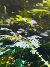迷霧傳說，自然世界｜龍神谷
