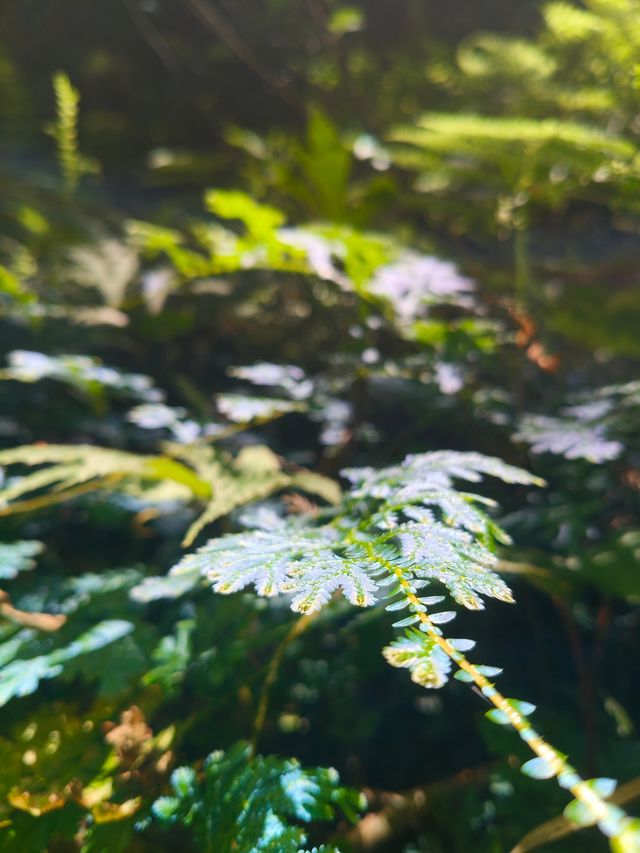 迷霧傳說，自然世界｜龍神谷