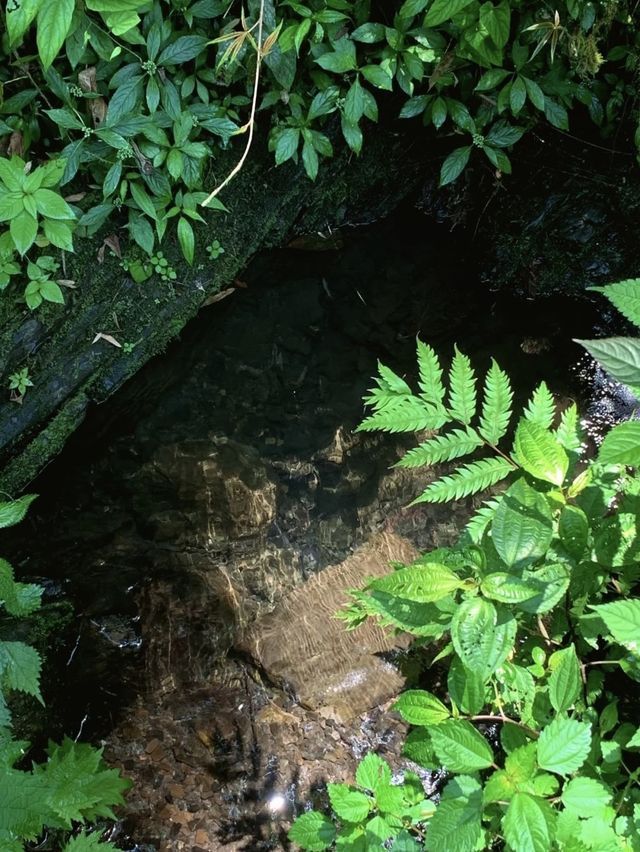 從綿陽出發1小時直達的寶藏玩水、露營親子徒步地