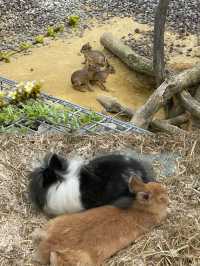 探秘巴黎的秘密花園：聖芒代巴黎動物園