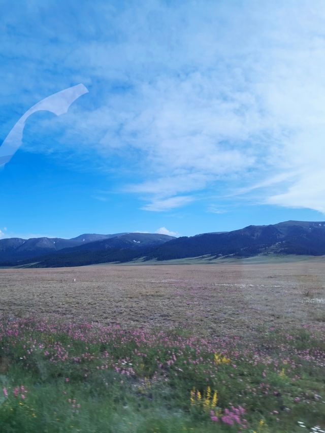 來看漫山遍野的紫色浪漫 【解憂公主薰衣草農場】