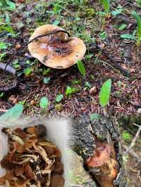 甲根壩：川西的夢幻仙境，必去的小眾秘境