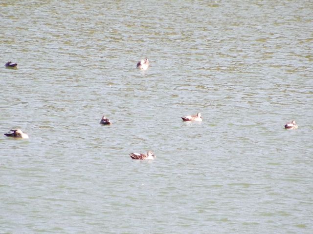 和順古鎮野鴨湖。