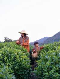 包場整片茶田國慶信陽反向遊算是來值了。