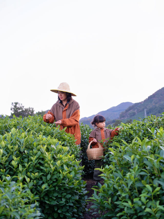 包場整片茶田國慶信陽反向遊算是來值了。