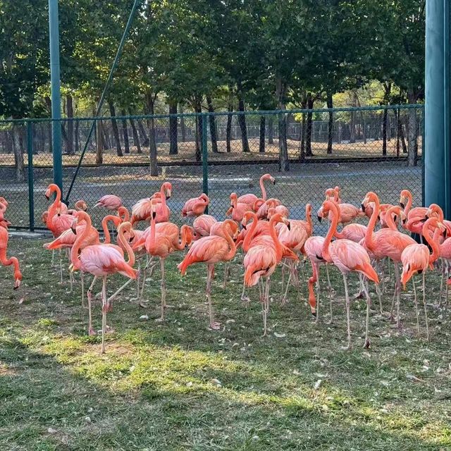 秦皇島野生動物園｜秋天必去遊玩好地方。