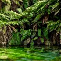 Blue Spring Putaruru such an amazing look