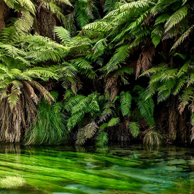 Blue Spring Putaruru such an amazing look