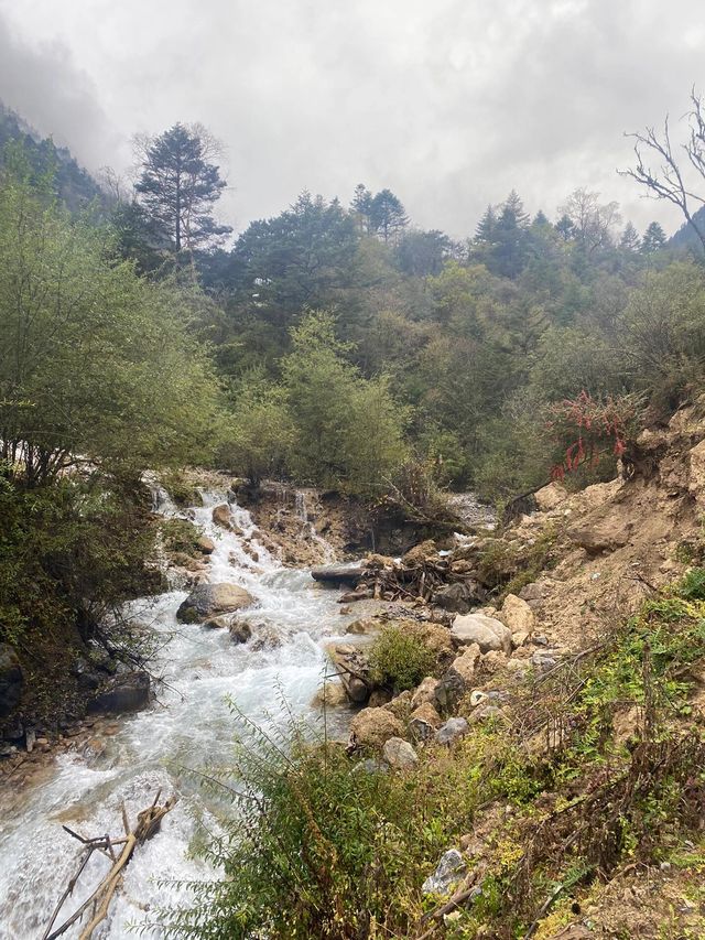 四川平武沙棘溝︱冷門寶藏小眾地。