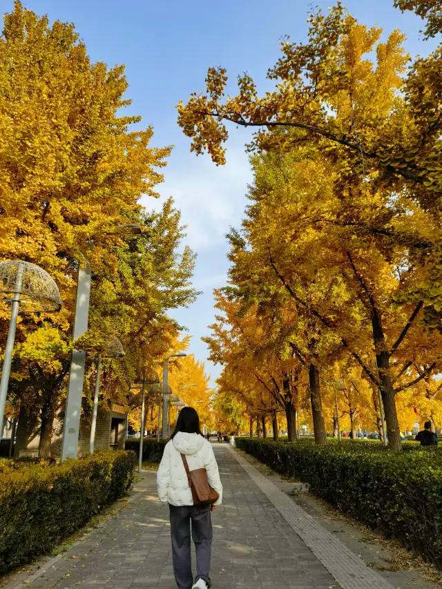 北京賞秋|這不會是北京最長的銀杏大道了吧?