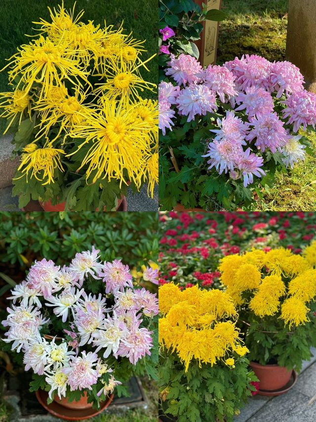 速看！中山公園菊花展遊玩攻略。