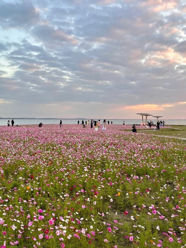 上海自駕1小時小眾旅遊地|定山湖大花海。