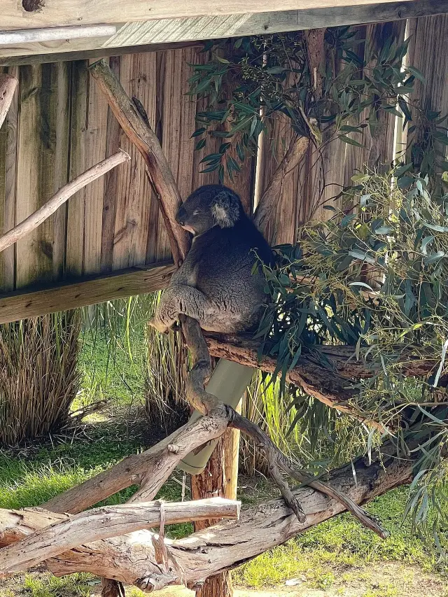 호주 5일 여행 천국 같은 여행을 즐기세요.