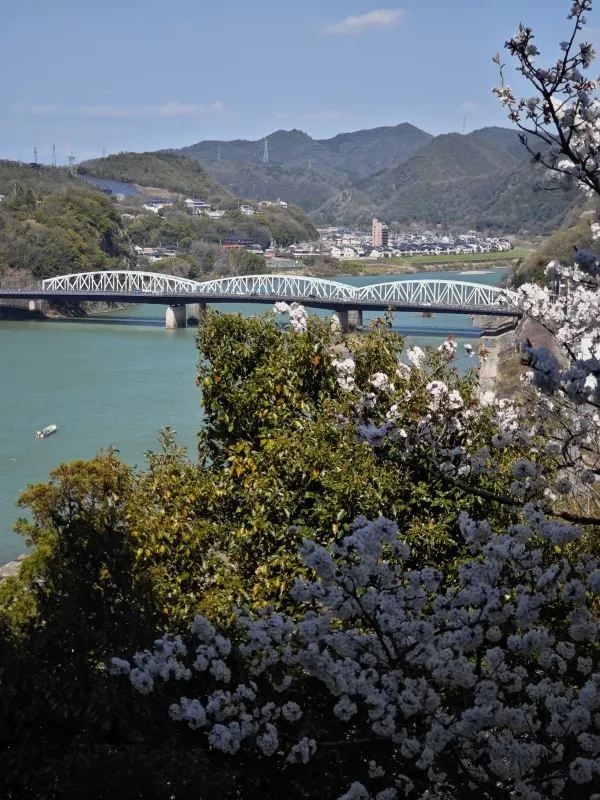 Visit Inuyama Castle during Cherry Blossom Season