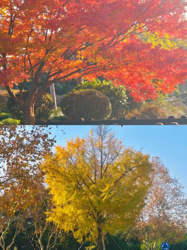 12.18世紀公園秋色現況播報，落羽杉已上色