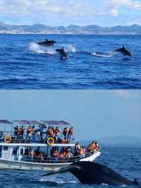 Whale Watching in Mirissa, Sri Lanka