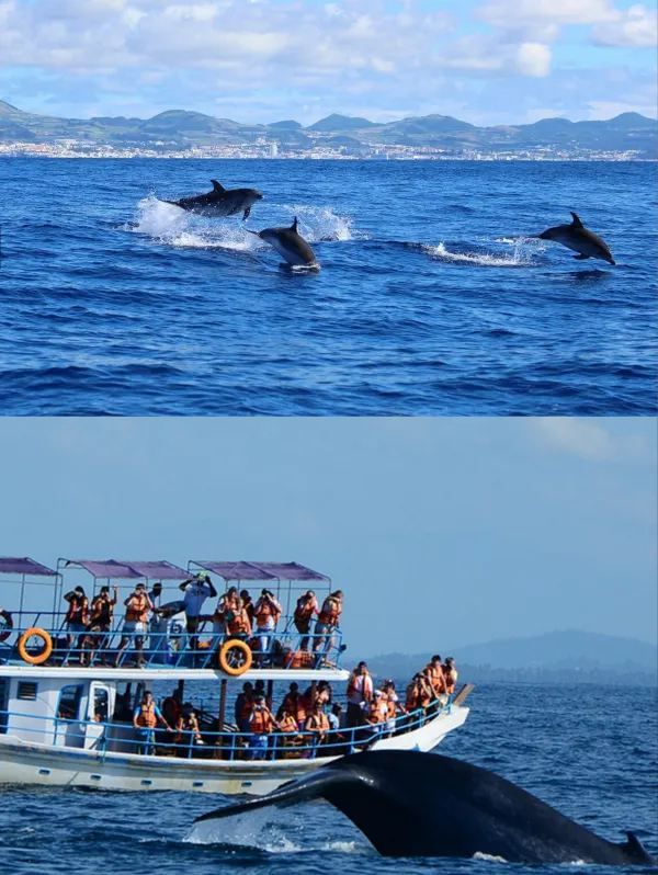 Whale Watching in Mirissa, Sri Lanka