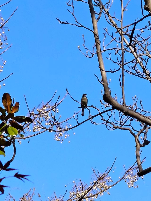 今年來晚了 紅園 可你還是那麼美
