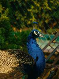 冬季反向遊 | 附平頂山動物園互動遊玩攻略