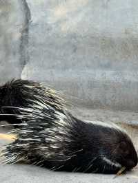冬季反向遊 | 來杭州野生動物園與動物親密互動（附攻略）