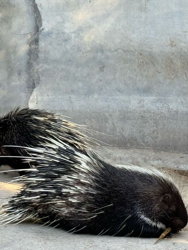 冬季反向遊 | 來杭州野生動物園與動物親密互動（附攻略）
