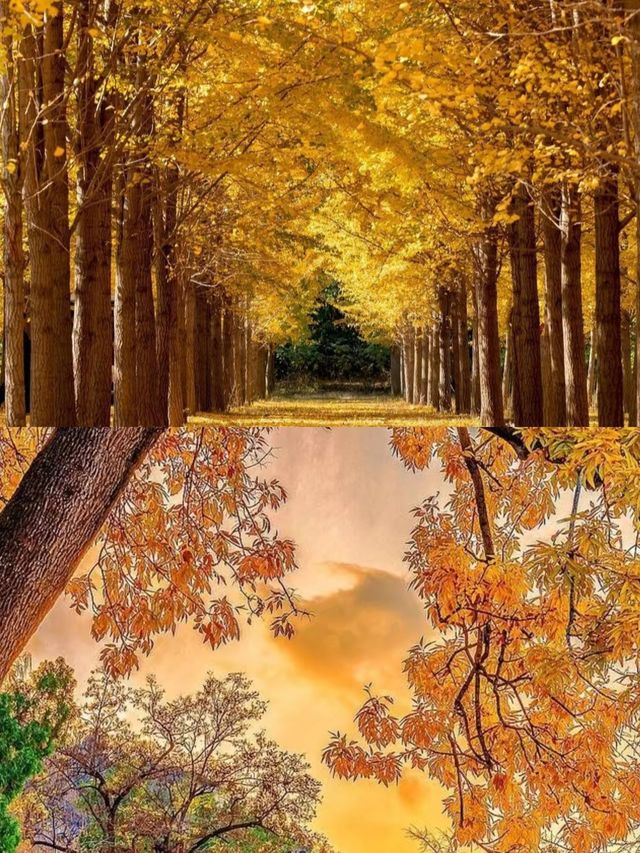 濟南紅葉谷，秋日裡的浪漫童話