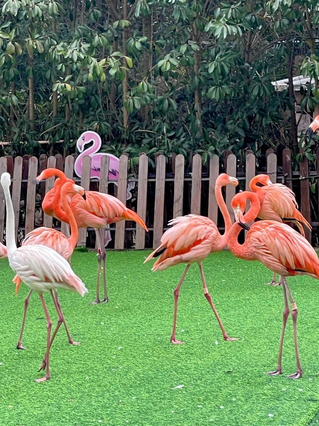 上海野生動物園詳細旅遊攻略