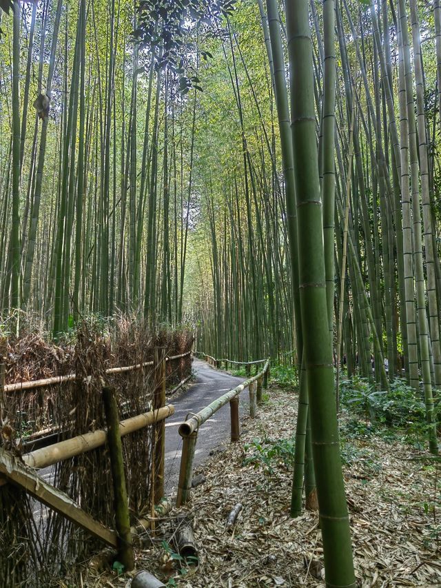 寒假日本遊 4天熱門行程全攻略