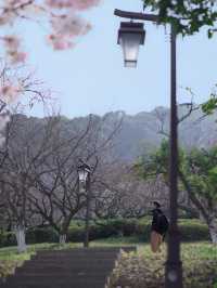 杭州超山賞梅攻略 | 邂逅十里香雪海