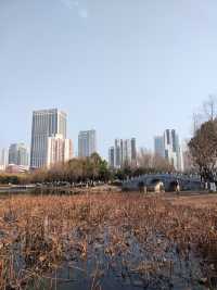 春和景明沙湖賞梅看平頭的606大廈