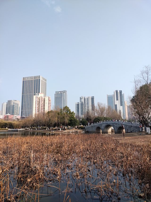 春和景明沙湖賞梅看平頭的606大廈